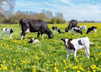 Vitelli al pascolo, per loro interessanti novità con la misura SRG01 del Programma di Sviluppo Rurale con cui Regione Lombardia sostiene la nuova agricoltura anche attraverso l'Intelligenza Artificiale
