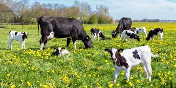Vitelli al pascolo, per loro interessanti novità con la misura SRG01 del Programma di Sviluppo Rurale con cui Regione Lombardia sostiene la nuova agricoltura anche attraverso l'Intelligenza Artificiale