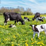 Zootecnia, numeri alla mano, l'assessore Beduschi ha sottolineato come, in Lombardia, l'agricoltura, con le sue attività, sia sempre più sostenibile e amica dell'ambiente