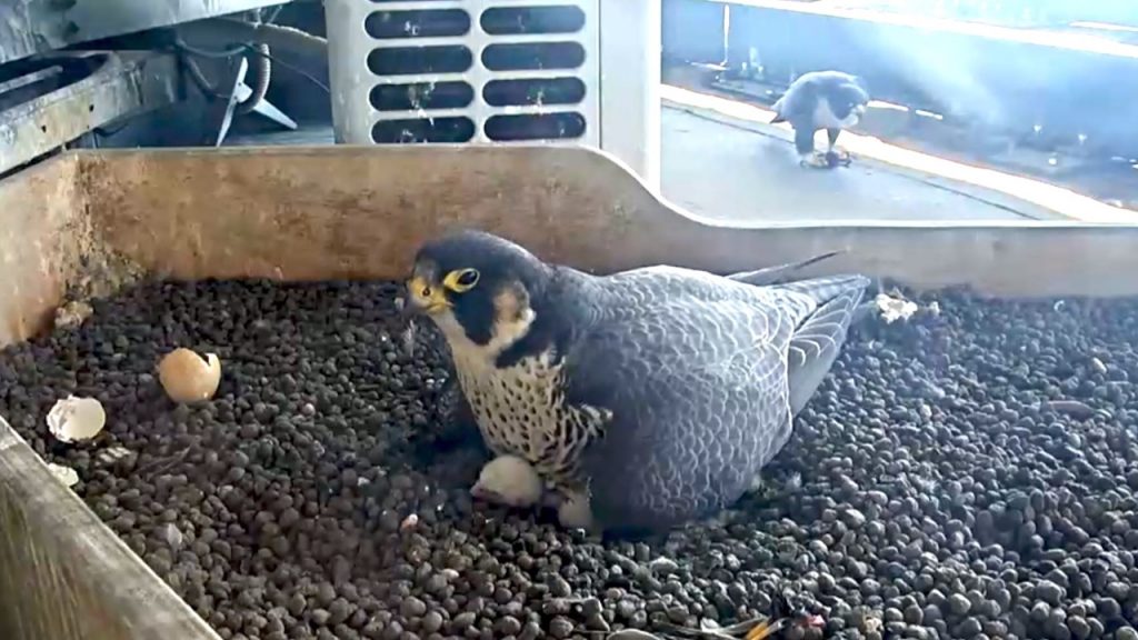 Con le due uova dischiuse a Pasquetta, salgono  a 33 i pulli di Giò e Giulia,  i falchi pellegrini che, dal 2014, nidificano sul Pirellone.