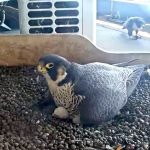 Con le due uova dischiuse a Pasquetta, salgono  a 33 i pulli di Giò e Giulia,  i falchi pellegrini che, dal 2014, nidificano sul Pirellone.