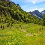 Con nuove risorse completato il finanziamento del bando assestamento forestale della Regione Lombardia