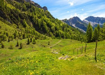 Con nuove risorse completato il finanziamento del bando assestamento forestale della Regione Lombardia