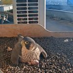 Pasquetta speciale al Pirellone, nati i primi due pulli di Giò e Giulia