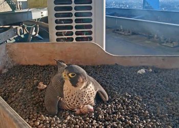 Pasquetta speciale al Pirellone, nati i primi due pulli di Giò e Giulia