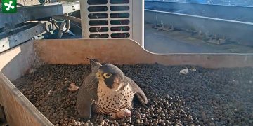 Pasquetta speciale al Pirellone, nati i primi due pulli di Giò e Giulia