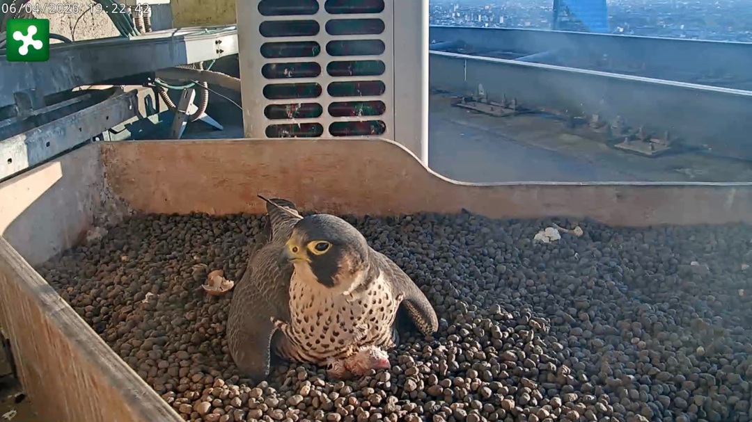 Pasquetta speciale al Pirellone, nati i primi due pulli di Giò e Giulia