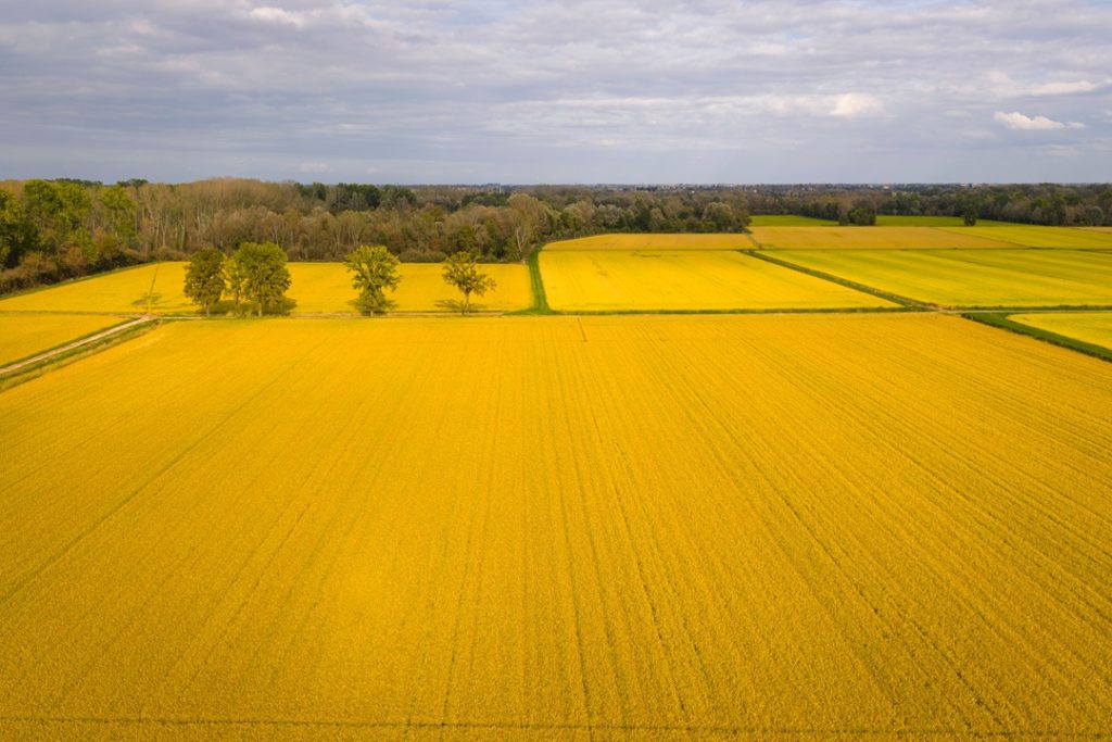 Una risaia, settore dove la Lombardia sperimenta le TEA, tra gli appuntamenti del 'Food&Science Festival' di Mantova 2026