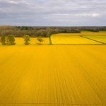 Una risaia, settore dove la Lombardia sperimenta le TEA, tra gli appuntamenti del 'Food&Science Festival' di Mantova 2026