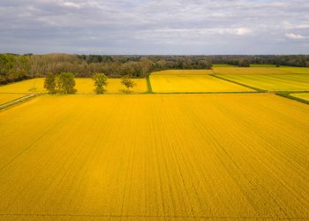 Una risaia, settore dove la Lombardia sperimenta le TEA, tra gli appuntamenti del 'Food&Science Festival' di Mantova 2026