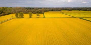 Una risaia, settore dove la Lombardia sperimenta le TEA, tra gli appuntamenti del 'Food&Science Festival' di Mantova 2026