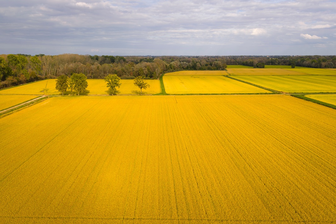 Una risaia, settore dove la Lombardia sperimenta le TEA, tra gli appuntamenti del 'Food&Science Festival' di Mantova 2026