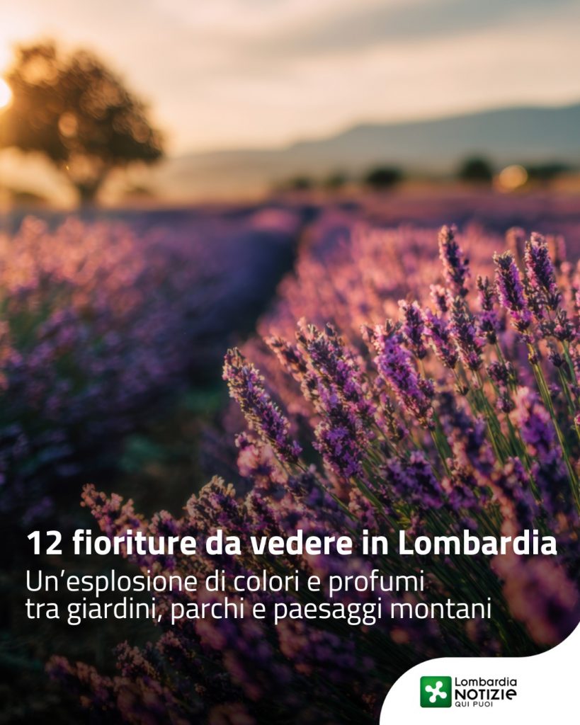 Dalla “Collina dei Ciliegi” a Milano fino ai profumi provenzali dell’Oltrepò Pavese, la nostra regione è un’esplosione di colori e profumi pronti a incantarti.
La Lombardia ha il giardino perfetto per la tua prossima gita fuori porta!

👉 Scopri di più al link in bio

#lombardianotizieonline @in_lombardia