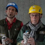 Un primo piano degli specialisti del Gruppo Ornitologico Lombardo al termine dell'inanellamento dei pulli nati da Giò e Giulia sul tetto del grattacielo Pirelli
