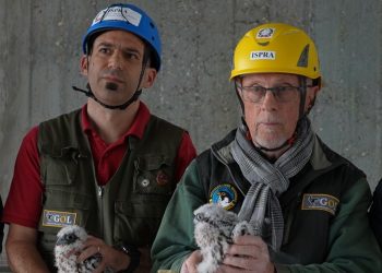 Un primo piano degli specialisti del Gruppo Ornitologico Lombardo al termine dell'inanellamento dei pulli nati da Giò e Giulia sul tetto del grattacielo Pirelli