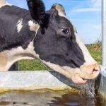 Dalla Lombardia fondi per il miglioramento irriguo delle aziende agricole e il benessere animale