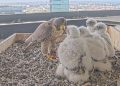 foto dei pulli figli dei due falchetti pellegrini Giò e Giulia per cui sono stati scelti i nomi con un sondaggio