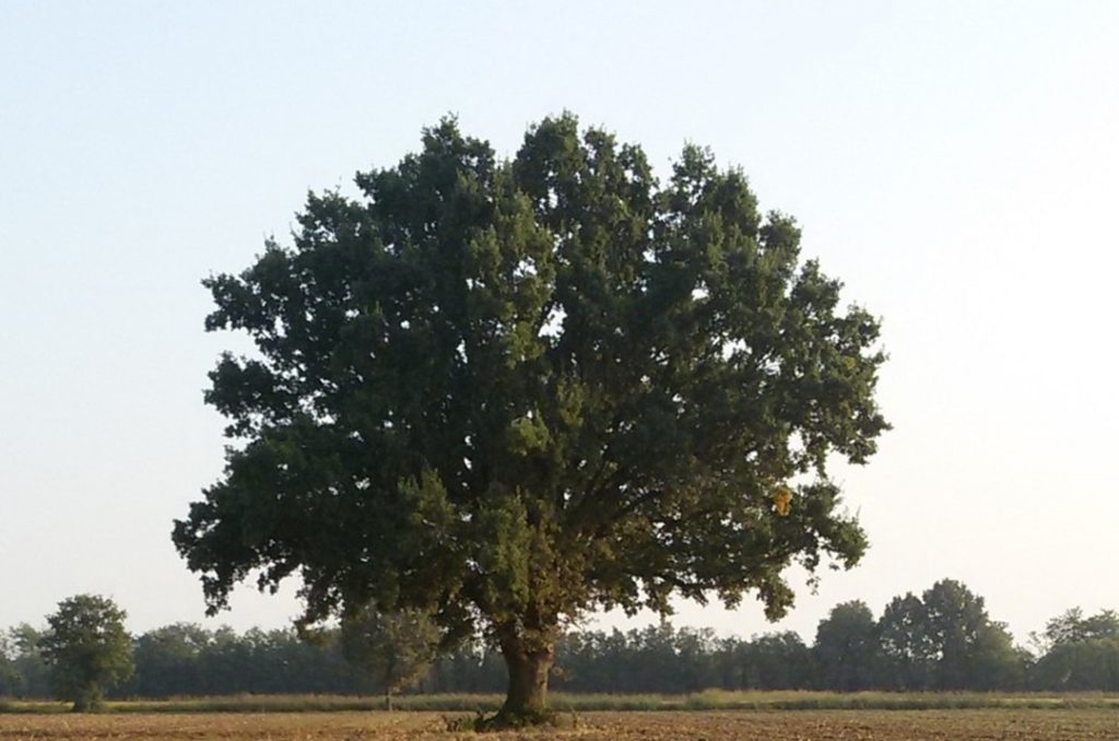 Sono 28 i nuovi alberi monumentali della Lombardia. Tra questi la Quercia "dei 100 nidi" di Cavenago d'Adda (Lodi), in foto.