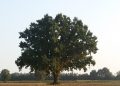 Sono 28 i nuovi alberi monumentali della Lombardia. Tra questi la Quercia "dei 100 nidi" di Cavenago d'Adda (Lodi), in foto.
