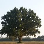 Sono 28 i nuovi alberi monumentali della Lombardia. Tra questi la Quercia "dei 100 nidi" di Cavenago d'Adda (Lodi), in foto.