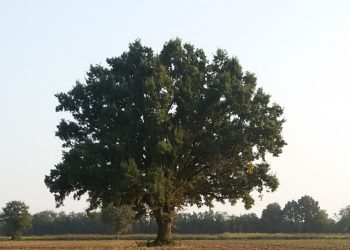 Sono 28 i nuovi alberi monumentali della Lombardia. Tra questi la Quercia "dei 100 nidi" di Cavenago d'Adda (Lodi), in foto.