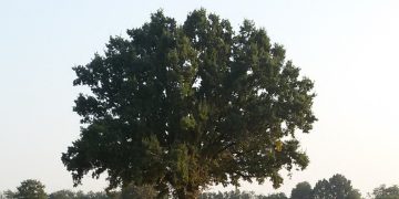 Sono 28 i nuovi alberi monumentali della Lombardia. Tra questi la Quercia "dei 100 nidi" di Cavenago d'Adda (Lodi), in foto.