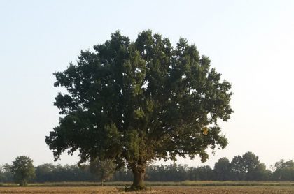 Sono 28 i nuovi alberi monumentali della Lombardia. Tra questi la Quercia "dei 100 nidi" di Cavenago d'Adda (Lodi), in foto.