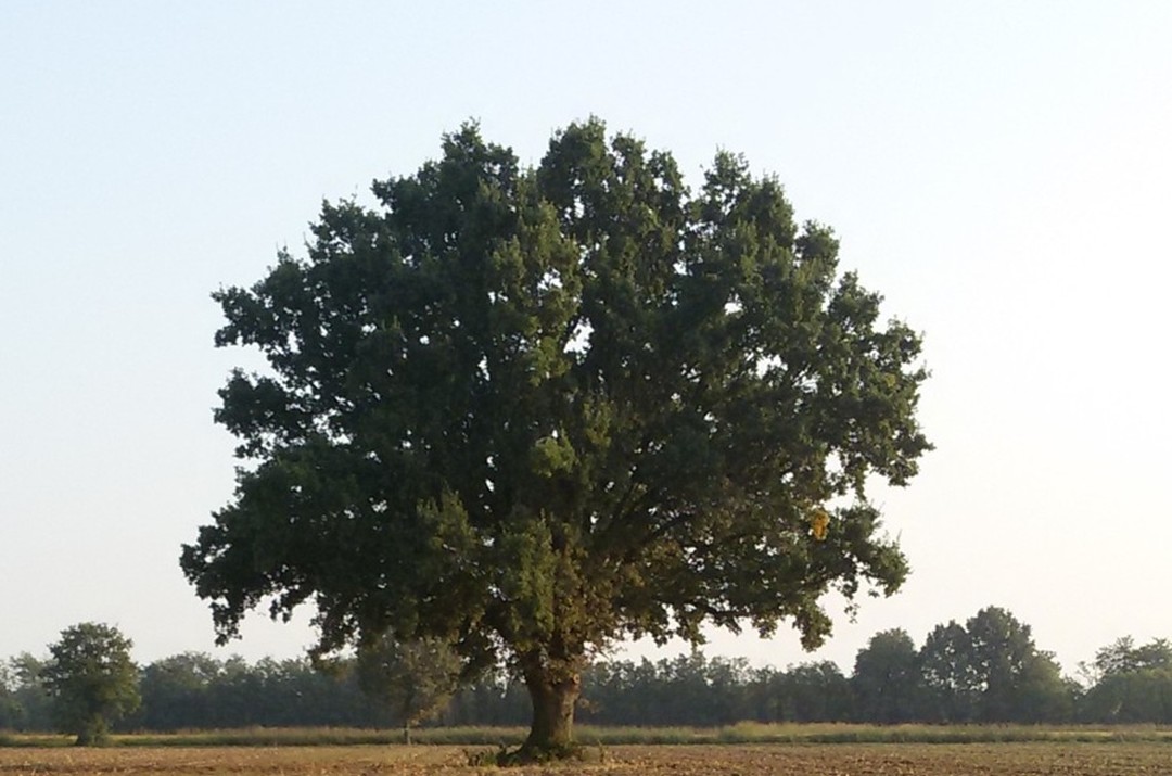 Sono 28 i nuovi alberi monumentali della Lombardia. Tra questi la Quercia "dei 100 nidi" di Cavenago d'Adda (Lodi), in foto.