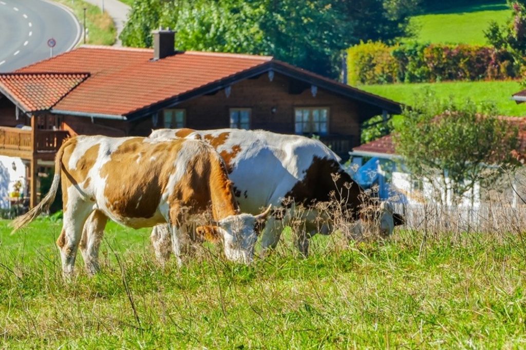 A sostegno dell'agricoltura di montagna il bando 2026 di Regione Lombardia con domande dal 7 luglio