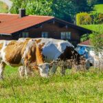 A sostegno dell'agricoltura di montagna il bando 2026 di Regione Lombardia con domande dal 7 luglio