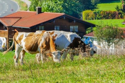 A sostegno dell'agricoltura di montagna il bando 2026 di Regione Lombardia con domande dal 7 luglio