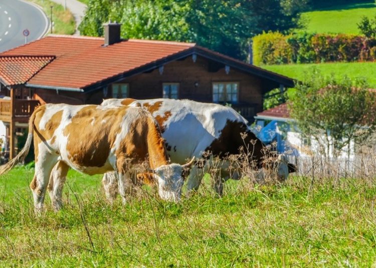 A sostegno dell'agricoltura di montagna il bando 2026 di Regione Lombardia con domande dal 7 luglio