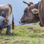Mungitura, per l'agricoltura montana 2,8 milioni di euro da Regione Lombardia