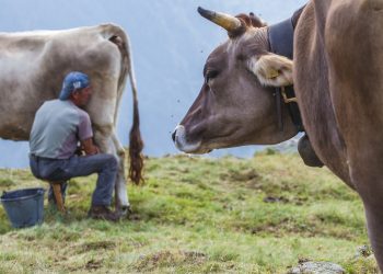 Mungitura, per l'agricoltura montana 2,8 milioni di euro da Regione Lombardia