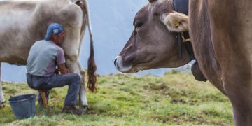 Mungitura, per l'agricoltura montana 2,8 milioni di euro da Regione Lombardia