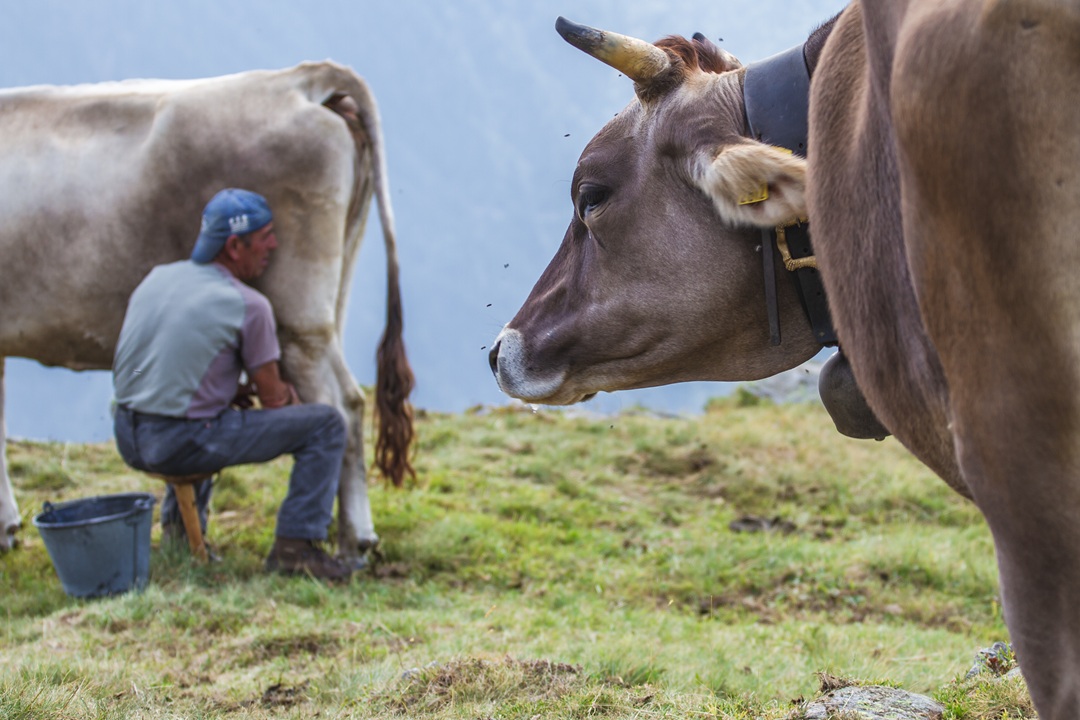 Mungitura, per l'agricoltura montana 2,8 milioni di euro da Regione Lombardia