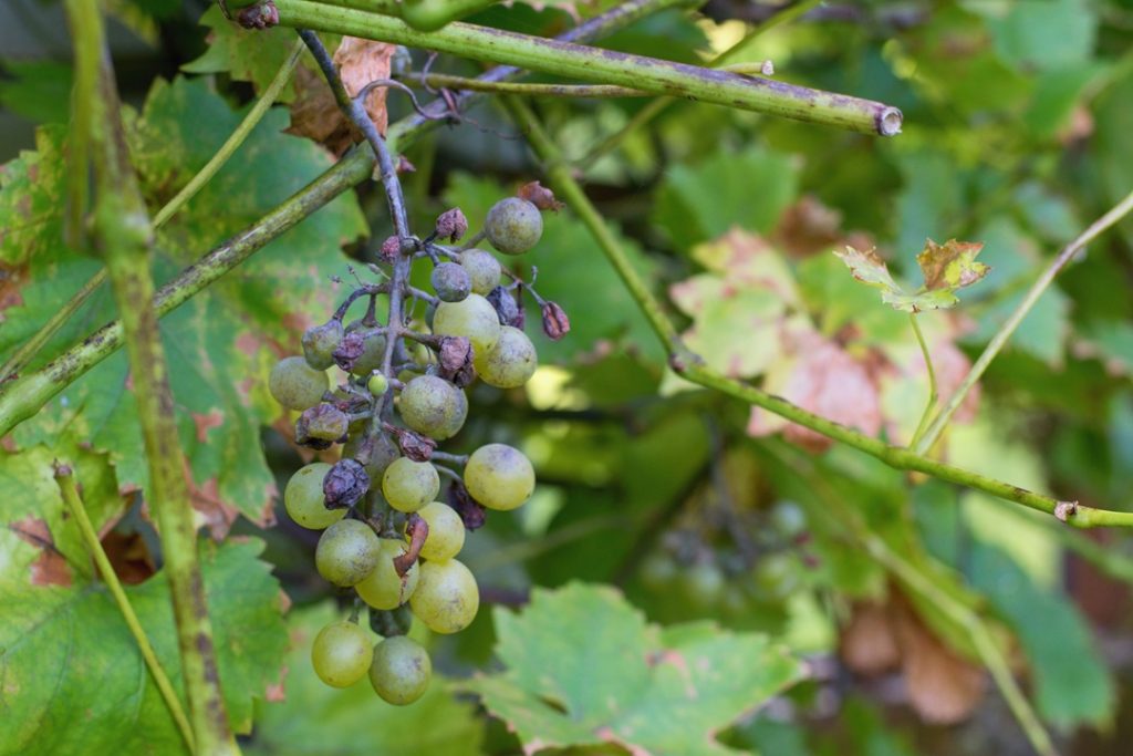 Per le aziende vitivinicole di Oltrepò Pavese, Lodigiano e San Colombano al Lambro danneggiate dalla Peronospera ristori chiesti al ministero