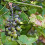 Per le aziende vitivinicole di Oltrepò Pavese, Lodigiano e San Colombano al Lambro danneggiate dalla Peronospera ristori chiesti al ministero