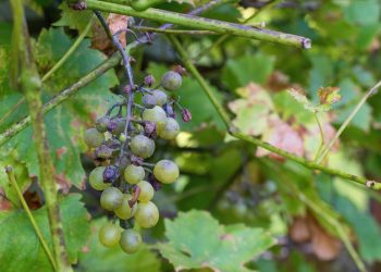 Per le aziende vitivinicole di Oltrepò Pavese, Lodigiano e San Colombano al Lambro danneggiate dalla Peronospera ristori chiesti al ministero