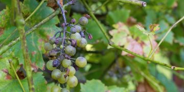 Per le aziende vitivinicole di Oltrepò Pavese, Lodigiano e San Colombano al Lambro danneggiate dalla Peronospera ristori chiesti al ministero