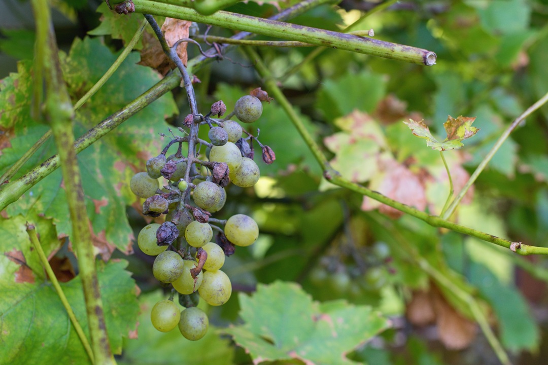 Per le aziende vitivinicole di Oltrepò Pavese, Lodigiano e San Colombano al Lambro danneggiate dalla Peronospera ristori chiesti al ministero