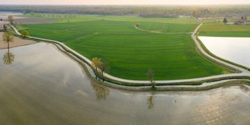 Con le risaie in Lomellina la lombardia sta già sperimentando le Tecniche di evoluzione assistita in agricoltura e guarda già a vite e mais