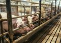Misura per la biosicurezza degli allevamenti suinicoli della Lombardia