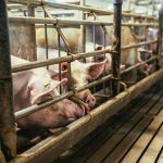 Misura per la biosicurezza degli allevamenti suinicoli della Lombardia