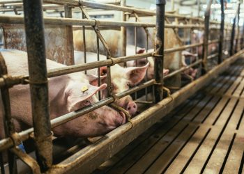 Misura per la biosicurezza degli allevamenti suinicoli della Lombardia