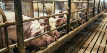 Misura per la biosicurezza degli allevamenti suinicoli della Lombardia