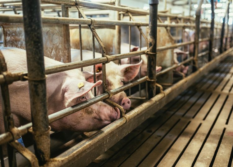 Misura per la biosicurezza degli allevamenti suinicoli della Lombardia