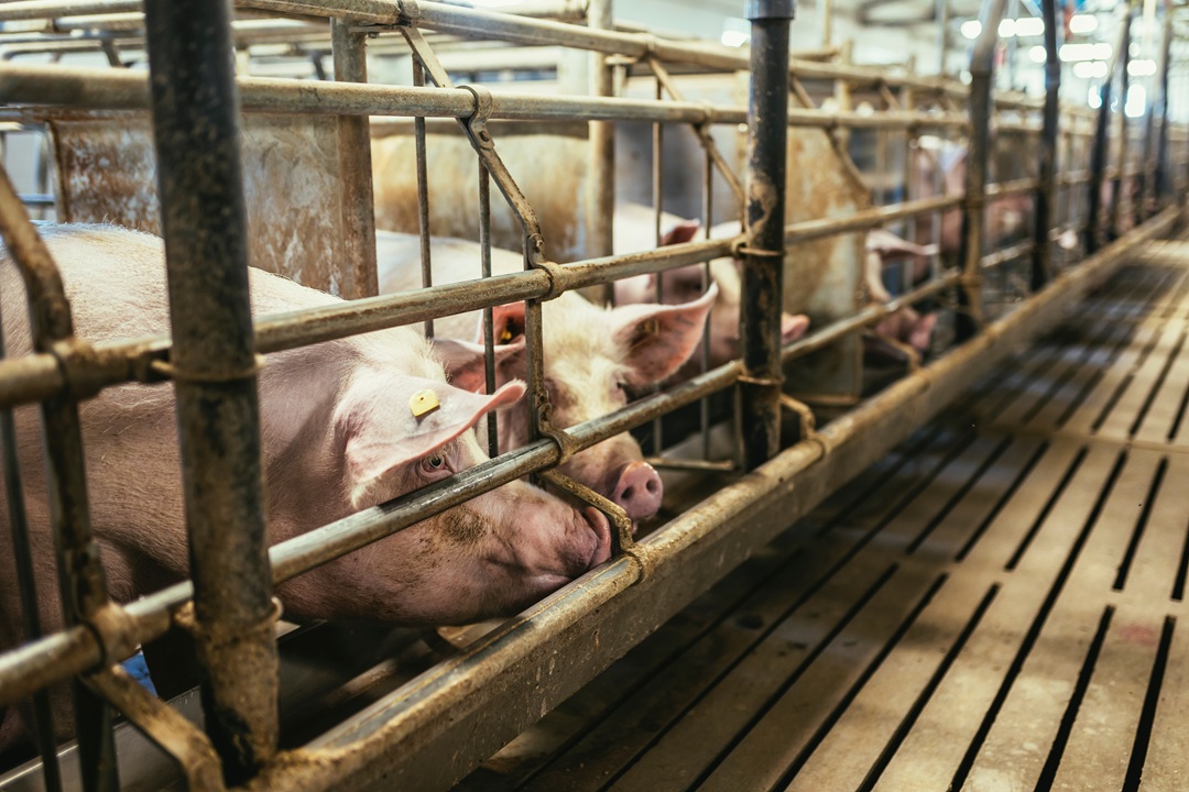 Misura per la biosicurezza degli allevamenti suinicoli della Lombardia