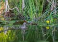 'Water resilience initiative' è l’iniziativa che mira a realizzare interventi basati sulla natura per favorire la tutela della biodiversità.
