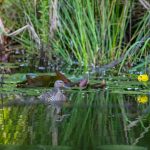 'Water resilience initiative' è l’iniziativa che mira a realizzare interventi basati sulla natura per favorire la tutela della biodiversità.